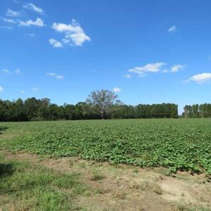 Photo of SOLD!!  97 Acres of Farm and Timber Land For Sale in Columbus County NC!