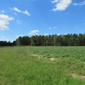 Photo of SOLD!!  97 Acres of Farm and Timber Land For Sale in Columbus County NC!