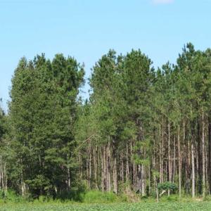 Photo of SOLD!!  97 Acres of Farm and Timber Land For Sale in Columbus County NC!