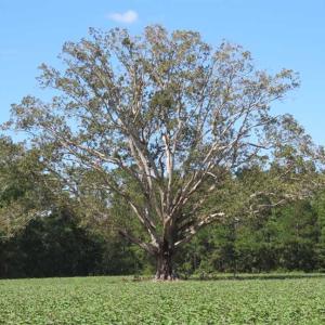 Photo of SOLD!!  97 Acres of Farm and Timber Land For Sale in Columbus County NC!