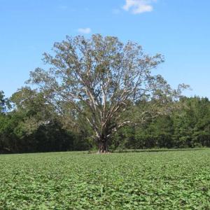 Photo of SOLD!!  97 Acres of Farm and Timber Land For Sale in Columbus County NC!