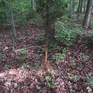 Photo of UNDER CONTRACT!  16 Acres of Hunting and Recreational Land For Sale in Warren County NC!