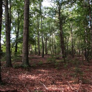 Photo of UNDER CONTRACT!  16 Acres of Hunting and Recreational Land For Sale in Warren County NC!