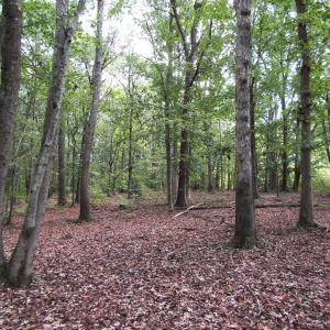Photo of UNDER CONTRACT!  16 Acres of Hunting and Recreational Land For Sale in Warren County NC!