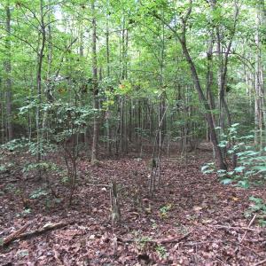 Photo of UNDER CONTRACT!  16 Acres of Hunting and Recreational Land For Sale in Warren County NC!