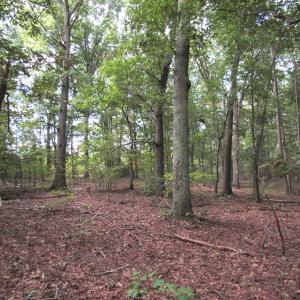 Photo of UNDER CONTRACT!  16 Acres of Hunting and Recreational Land For Sale in Warren County NC!