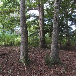 Photo of UNDER CONTRACT!  16 Acres of Hunting and Recreational Land For Sale in Warren County NC!