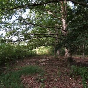 Photo of UNDER CONTRACT!  16 Acres of Hunting and Recreational Land For Sale in Warren County NC!
