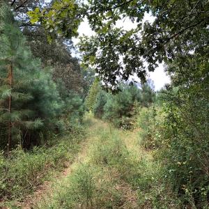 Photo of UNDER CONTRACT!  16 Acres of Hunting and Recreational Land For Sale in Warren County NC!