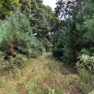 Photo of UNDER CONTRACT!  16 Acres of Hunting and Recreational Land For Sale in Warren County NC!