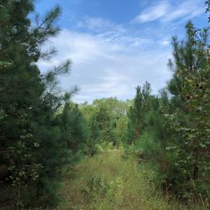 Photo of UNDER CONTRACT!  16 Acres of Hunting and Recreational Land For Sale in Warren County NC!