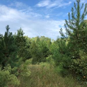 Photo of UNDER CONTRACT!  16 Acres of Hunting and Recreational Land For Sale in Warren County NC!