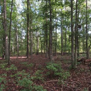 Photo of UNDER CONTRACT!  16 Acres of Hunting and Recreational Land For Sale in Warren County NC!
