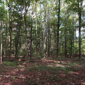 Photo of UNDER CONTRACT!  16 Acres of Hunting and Recreational Land For Sale in Warren County NC!