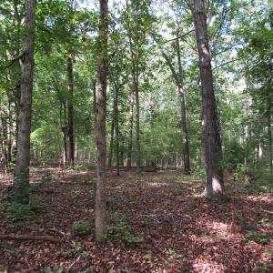 Photo of UNDER CONTRACT!  16 Acres of Hunting and Recreational Land For Sale in Warren County NC!