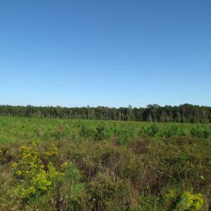 Photo of UNDER CONTRACT!  118 Acres of Farm and Timber Land For Sale in Suffolk VA!