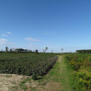 Photo of UNDER CONTRACT!  118 Acres of Farm and Timber Land For Sale in Suffolk VA!