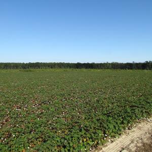 Photo of UNDER CONTRACT!  118 Acres of Farm and Timber Land For Sale in Suffolk VA!