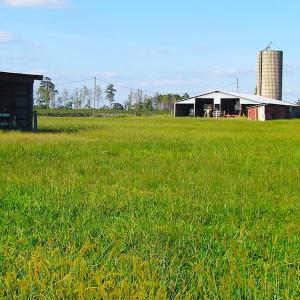 Photo of UNDER CONTRACT!  118 Acres of Farm and Timber Land For Sale in Suffolk VA!