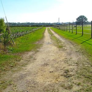 Photo of UNDER CONTRACT!  118 Acres of Farm and Timber Land For Sale in Suffolk VA!