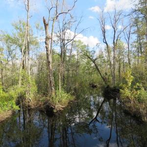 Photo of UNDER CONTRACT!  70 Acres of Hunting Land For Sale in Robeson County NC!