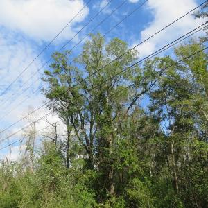 Photo of UNDER CONTRACT!  70 Acres of Hunting Land For Sale in Robeson County NC!