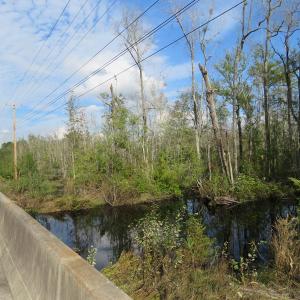 Photo of UNDER CONTRACT!  70 Acres of Hunting Land For Sale in Robeson County NC!