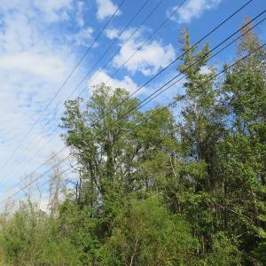 Photo of UNDER CONTRACT!  70 Acres of Hunting Land For Sale in Robeson County NC!