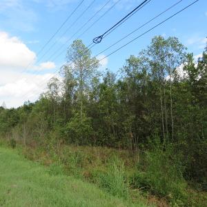 Photo of UNDER CONTRACT!  70 Acres of Hunting Land For Sale in Robeson County NC!