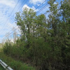 Photo of UNDER CONTRACT!  70 Acres of Hunting Land For Sale in Robeson County NC!