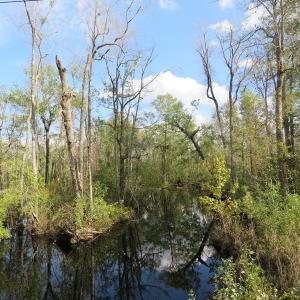 Photo of UNDER CONTRACT!  70 Acres of Hunting Land For Sale in Robeson County NC!