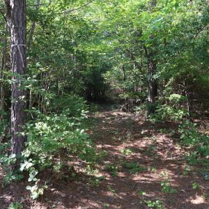 Photo of UNDER CONTRACT!  104 Acres of Hunting and Timber Land For Sale in Surry County VA!