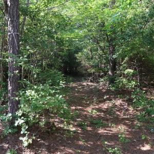 Photo of UNDER CONTRACT!  104 Acres of Hunting and Timber Land For Sale in Surry County VA!