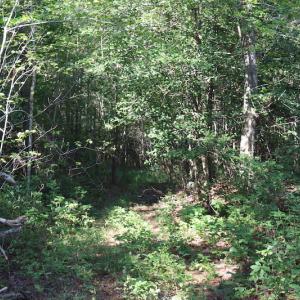 Photo of UNDER CONTRACT!  104 Acres of Hunting and Timber Land For Sale in Surry County VA!