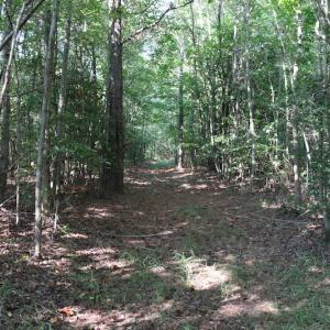 Photo of UNDER CONTRACT!  104 Acres of Hunting and Timber Land For Sale in Surry County VA!