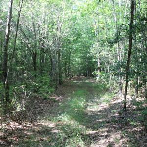 Photo of UNDER CONTRACT!  104 Acres of Hunting and Timber Land For Sale in Surry County VA!