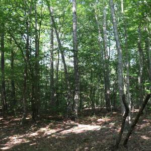 Photo of UNDER CONTRACT!  104 Acres of Hunting and Timber Land For Sale in Surry County VA!