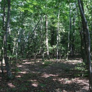 Photo of UNDER CONTRACT!  104 Acres of Hunting and Timber Land For Sale in Surry County VA!