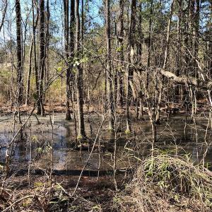 Photo of UNDER CONTRACT!  11.77 Acres of Residential and Hunting land for Sale in Harnett County, NC!