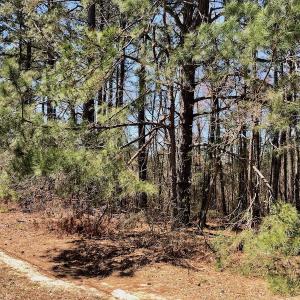 Photo of UNDER CONTRACT!  11.77 Acres of Residential and Hunting land for Sale in Harnett County, NC!