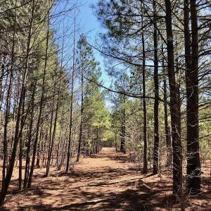 Photo of UNDER CONTRACT!  11.77 Acres of Residential and Hunting land for Sale in Harnett County, NC!