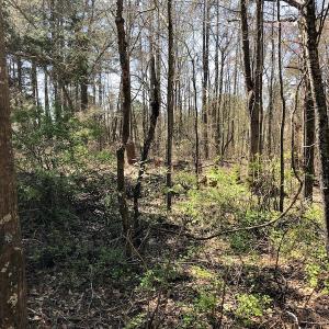 Photo of UNDER CONTRACT!  11.77 Acres of Residential and Hunting land for Sale in Harnett County, NC!