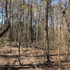 Photo of UNDER CONTRACT!  11.77 Acres of Residential and Hunting land for Sale in Harnett County, NC!