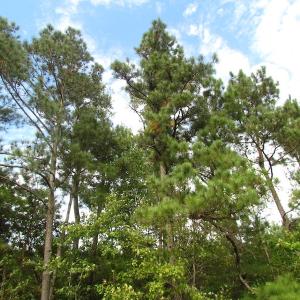 Photo of UNDER CONTRACT!  5 Acres of  Cleared Building Land For Sale in Suffolk County VA!