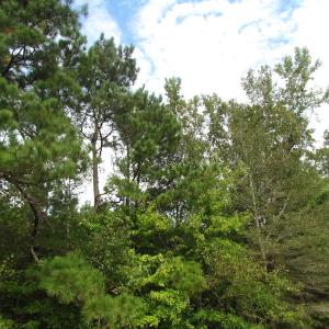 Photo of UNDER CONTRACT!  5 Acres of  Cleared Building Land For Sale in Suffolk County VA!