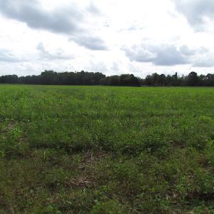 Photo of UNDER CONTRACT!  5 Acres of  Cleared Building Land For Sale in Suffolk County VA!
