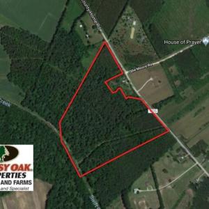 Photo of UNDER CONTRACT!  47 Acres of Timber and Hunting Land For Sale in Pitt County NC!