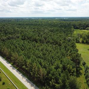 Photo of UNDER CONTRACT!  47 Acres of Timber and Hunting Land For Sale in Pitt County NC!