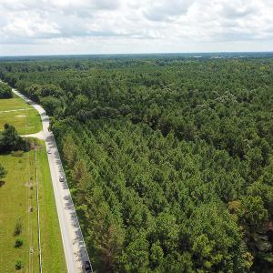 Photo of UNDER CONTRACT!  47 Acres of Timber and Hunting Land For Sale in Pitt County NC!