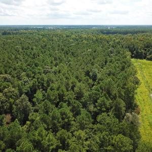Photo of UNDER CONTRACT!  47 Acres of Timber and Hunting Land For Sale in Pitt County NC!